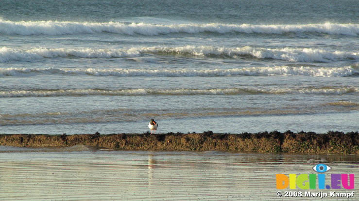 SX00676 Red beaked birdy on beach [Oystercatcher - Haematopus Ostralegus]